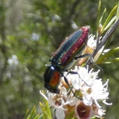 Selagis caloptera at QPRC LGA - suppressed