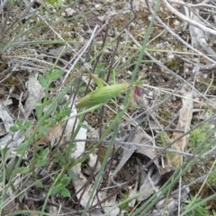 Caedicia simplex (Common Garden Katydid) at Boro - 28 Dec 2023 by Paul4K