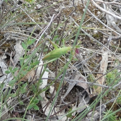 Caedicia simplex (Common Garden Katydid) at QPRC LGA - 28 Dec 2023 by Paul4K