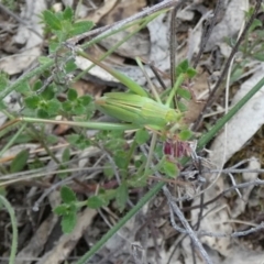 Caedicia simplex at Boro - suppressed