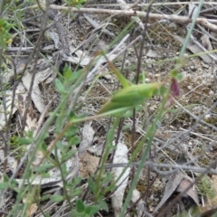 Caedicia simplex at Boro - suppressed