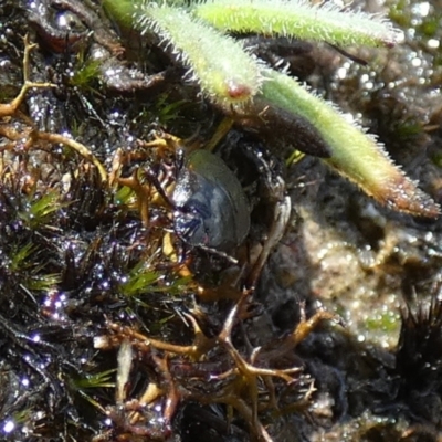 Adrisa sp. (genus) (Burrowing Bug) at Borough, NSW - 28 Dec 2023 by Paul4K