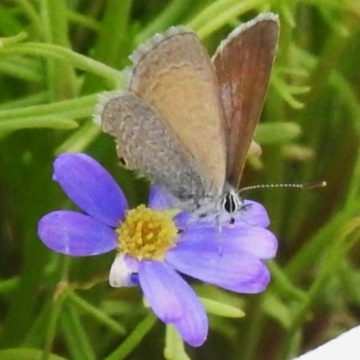 Nacaduba biocellata (Two-spotted Line-Blue) at ANBG - 29 Dec 2023 by JohnBundock