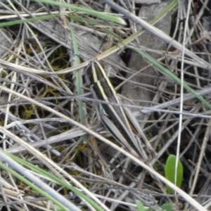 Macrotona australis at QPRC LGA - 28 Dec 2023