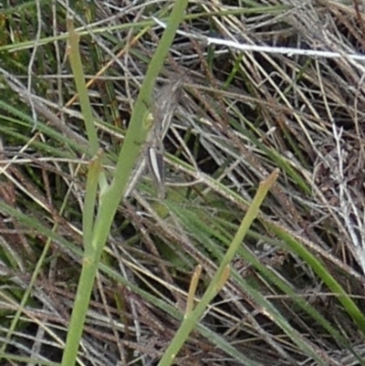 Acrididae sp. (family) (Unidentified Grasshopper) at QPRC LGA - 28 Dec 2023 by Paul4K