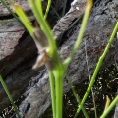 Acrididae sp. (family) at Boro - 28 Dec 2023