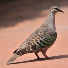 Phaps chalcoptera (Common Bronzewing) at Tahmoor, NSW - 27 Dec 2023 by Freebird