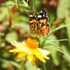 Vanessa kershawi (Australian Painted Lady) at ANBG - 29 Dec 2023 by JohnBundock