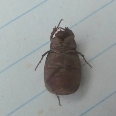 Maechidius sp. (genus) (Unidentified Maechidius scarab beetle) at Boro - 28 Dec 2023 by Paul4K