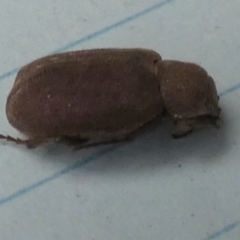 Maechidius sp. (genus) at QPRC LGA - suppressed