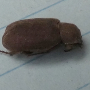 Maechidius sp. (genus) at QPRC LGA - suppressed