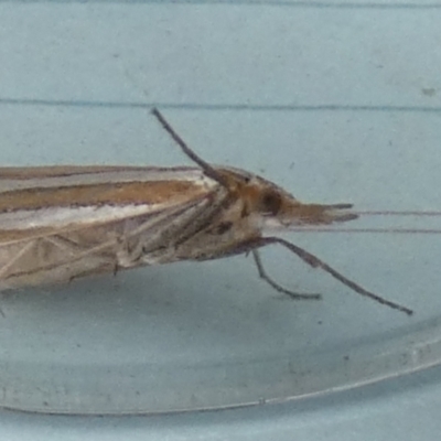 Hednota bivittella (A Crambid moth (Crambinae) at Boro - 29 Dec 2023 by Paul4K