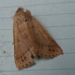Pantydia (genus) (An Erebid moth) at QPRC LGA - 28 Dec 2023 by Paul4K