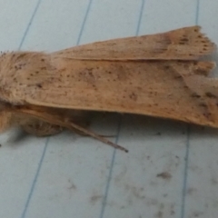 Pantydia (genus) at Boro - 29 Dec 2023