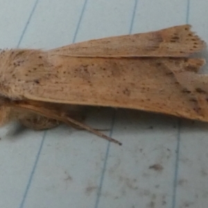 Pantydia (genus) at Boro - 29 Dec 2023