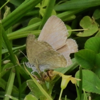 Zizina otis (Common Grass-Blue) at ANBG - 29 Dec 2023 by JohnBundock