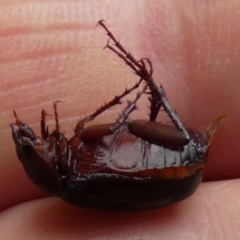 Melolonthinae (subfamily) (Cockchafer) at QPRC LGA - 29 Dec 2023 by Paul4K