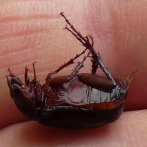 Melolonthinae (subfamily) at QPRC LGA - suppressed