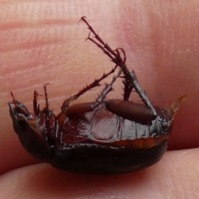 Melolonthinae (subfamily) (Cockchafer) at QPRC LGA - 29 Dec 2023 by Paul4K