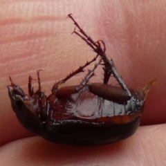 Unidentified Scarab beetle (Scarabaeidae) at QPRC LGA - 28 Dec 2023 by Paul4K