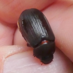 Melolonthinae (subfamily) at QPRC LGA - suppressed