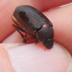 Melolonthinae (subfamily) at QPRC LGA - suppressed