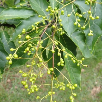 Ehretia acuminata var. acuminata (Koda) at Jerrara, NSW - 29 Dec 2023 by plants