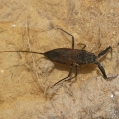 Laccotrephes tristis (Water Scorpion or Toe-biter) at Borough, NSW - 27 Dec 2023 by Paul4K