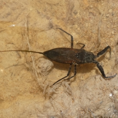 Laccotrephes tristis (Water Scorpion or Toe-biter) at QPRC LGA - 27 Dec 2023 by Paul4K