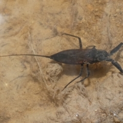 Laccotrephes tristis at QPRC LGA - 28 Dec 2023