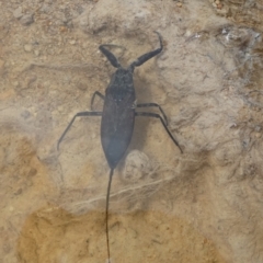 Laccotrephes tristis at QPRC LGA - 28 Dec 2023