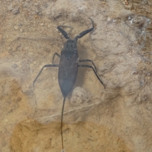 Laccotrephes tristis at QPRC LGA - suppressed