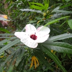 Hibiscus heterophyllus (Wild Rosella) at Jerrara, NSW - 29 Dec 2023 by plants