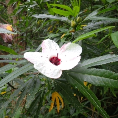 Hibiscus heterophyllus (Wild Rosella) at Jerrara, NSW - 29 Dec 2023 by plants