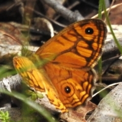 Geitoneura acantha (Ringed Xenica) at Tidbinbilla Nature Reserve - 28 Dec 2023 by JohnBundock