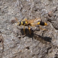 Sceliphron laetum (Common mud dauber wasp) at Borough, NSW - 27 Dec 2023 by Paul4K