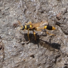 Sceliphron laetum (Common mud dauber wasp) at Boro - 28 Dec 2023 by Paul4K