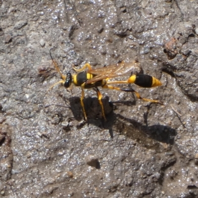 Sceliphron laetum (Common mud dauber wasp) at QPRC LGA - 27 Dec 2023 by Paul4K