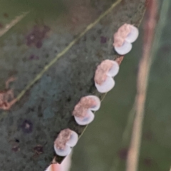 Unidentified Psyllid, lerp, aphid or whitefly (Hemiptera, several families) at Casey, ACT - 28 Dec 2023 by Hejor1