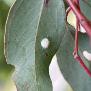 Glycaspis sp. (genus) at City Renewal Authority Area - 29 Dec 2023