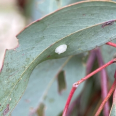 Glycaspis sp. (genus) at City Renewal Authority Area - 29 Dec 2023