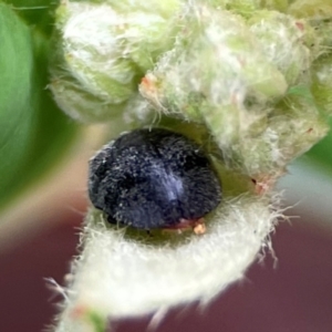 Coccinellidae (family) at City Renewal Authority Area - 29 Dec 2023 02:43 PM