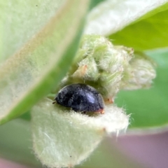 Coccinellidae (family) at City Renewal Authority Area - 29 Dec 2023 02:43 PM