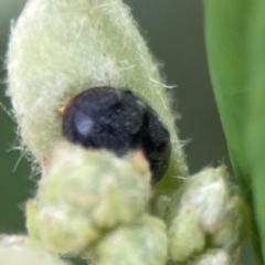 Coccinellidae (family) at City Renewal Authority Area - 29 Dec 2023 02:43 PM