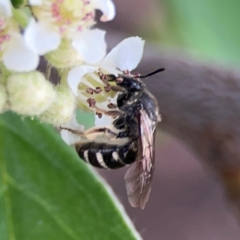 Lasioglossum (Chilalictus) sp. (genus & subgenus) (Halictid bee) at City Renewal Authority Area - 29 Dec 2023 by Hejor1