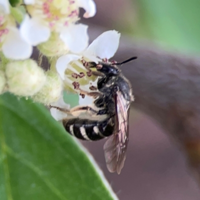 Lasioglossum (Chilalictus) sp. (genus & subgenus) (Halictid bee) at City Renewal Authority Area - 29 Dec 2023 by Hejor1