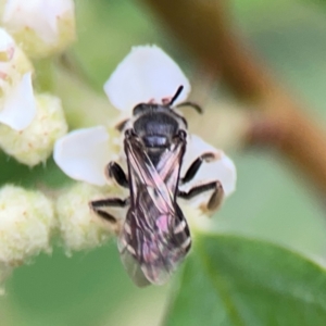 Lasioglossum (Chilalictus) sp. (genus & subgenus) at City Renewal Authority Area - 29 Dec 2023