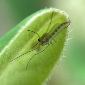 Chironomidae (family) at City Renewal Authority Area - 29 Dec 2023