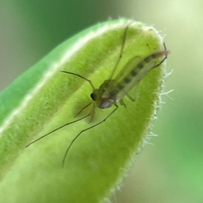 Chironomidae (family) (Non-biting Midge) at City Renewal Authority Area - 29 Dec 2023 by Hejor1