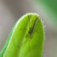 Chironomidae (family) at City Renewal Authority Area - 29 Dec 2023